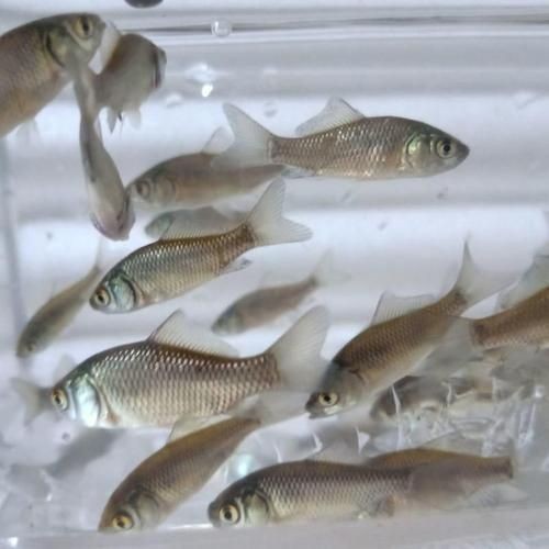 2-3cm龍魚苗圖片