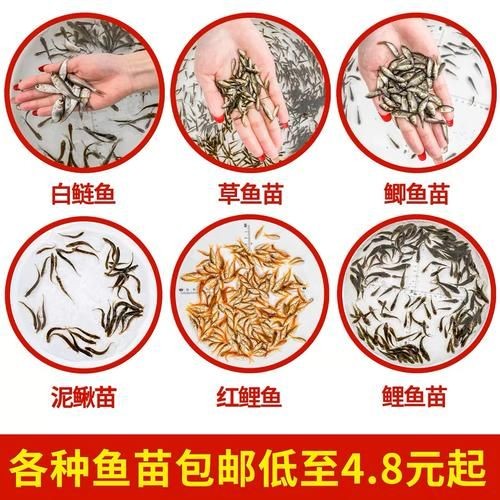 2-3cm龍魚苗圖片