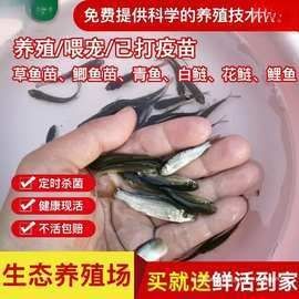 2-3cm龍魚苗圖片