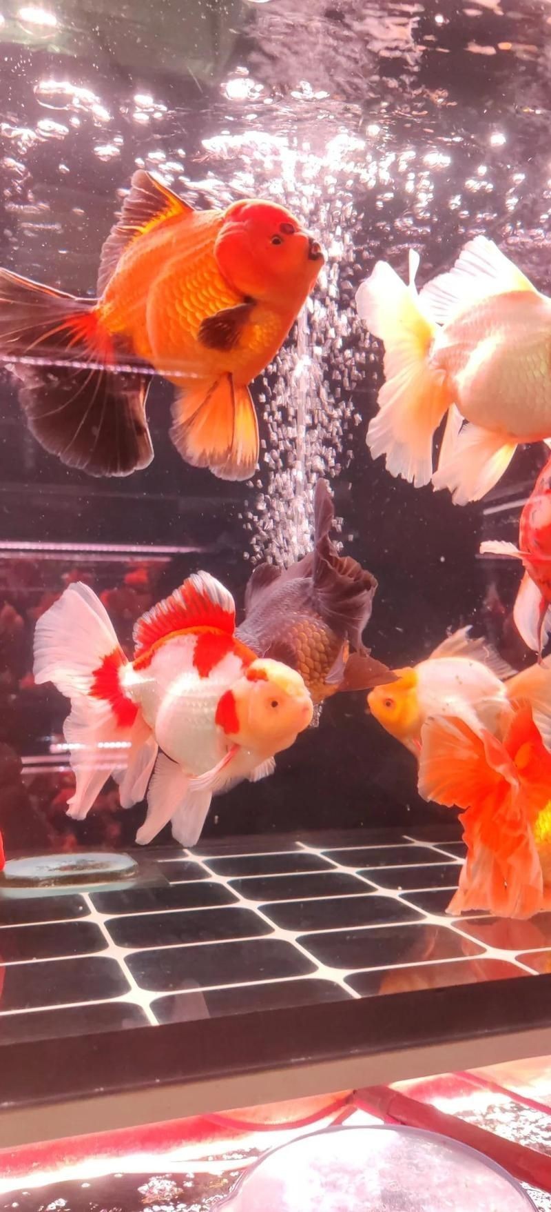 廣州觀賞魚批發市場地址