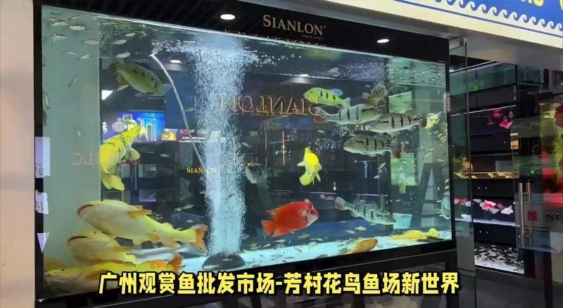 廣州觀賞魚批發市場地址