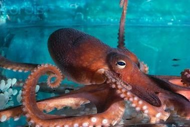 海和尚魚最漂亮的一張照片