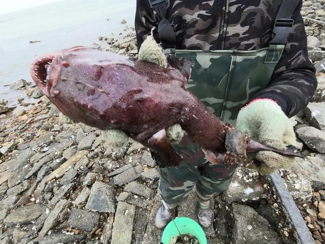 海和尚魚最漂亮的一張照片