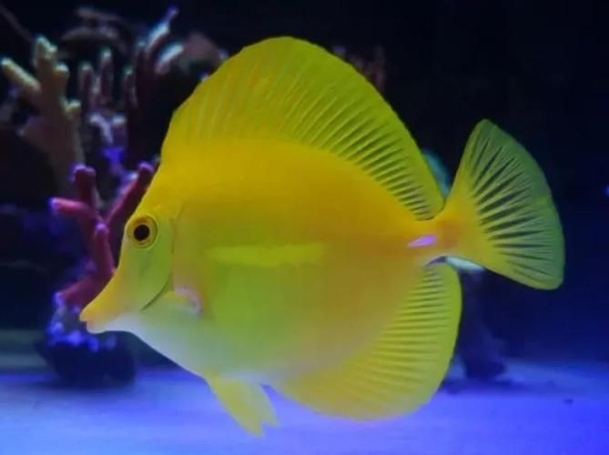 海和尚魚最漂亮的一張照片