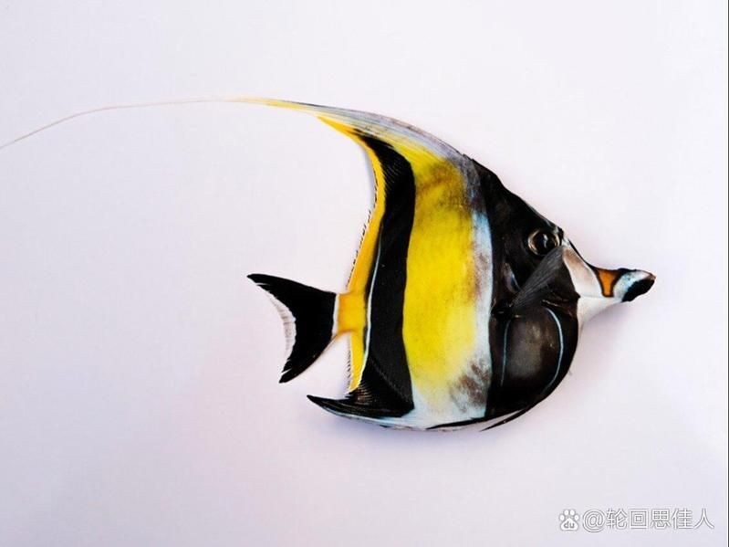 海和尚魚最漂亮的一張照片