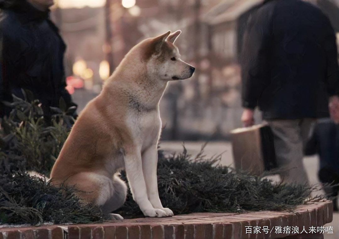救了狼真的會報恩嗎