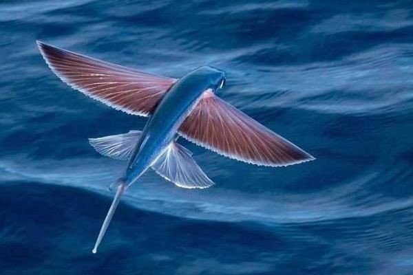 活飛魚多少錢一只