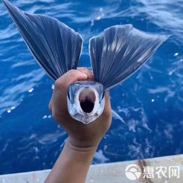 活飛魚多少錢一只
