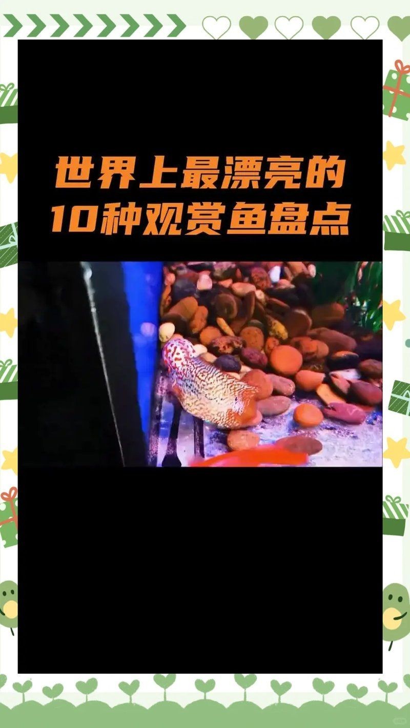 極品觀賞魚