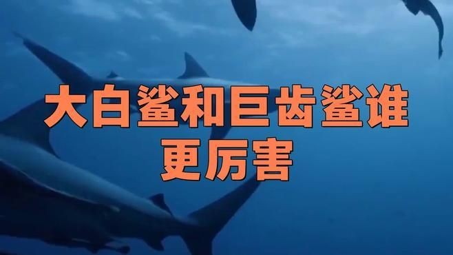巨齒鯊和大白鯊的區(qū)別