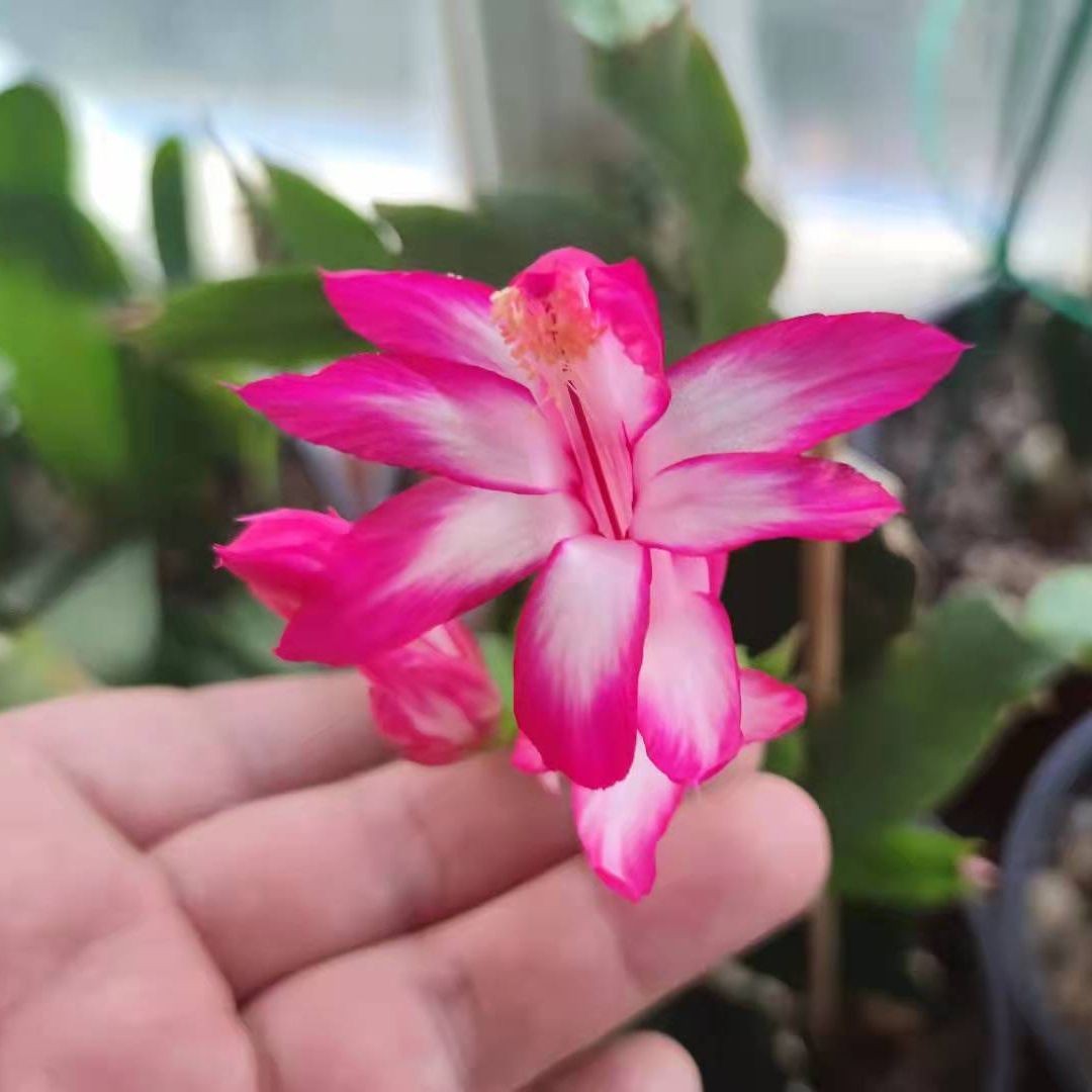 巨骨舌魚可以無證養(yǎng)嗎