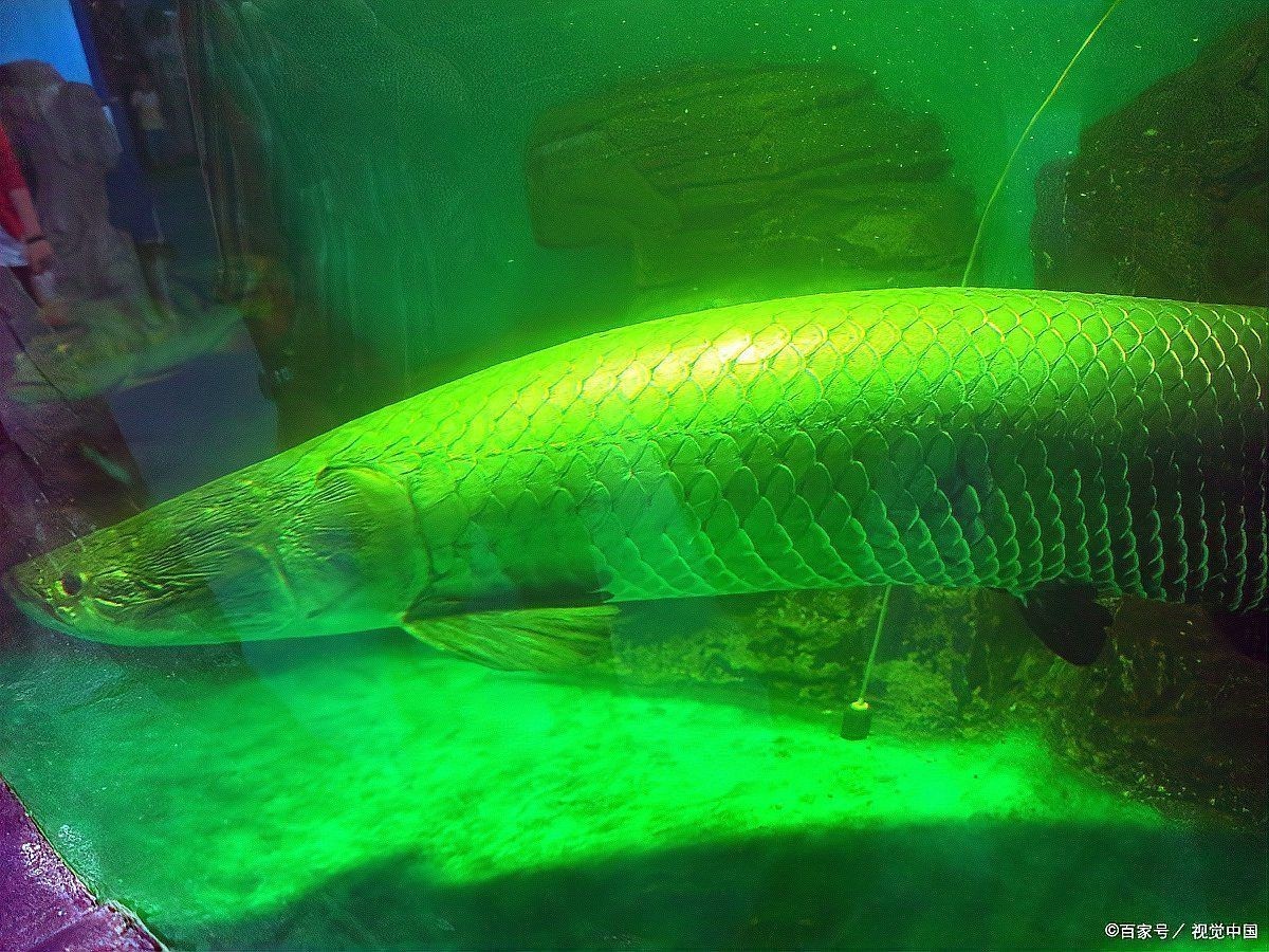 剛養海象魚注意什么