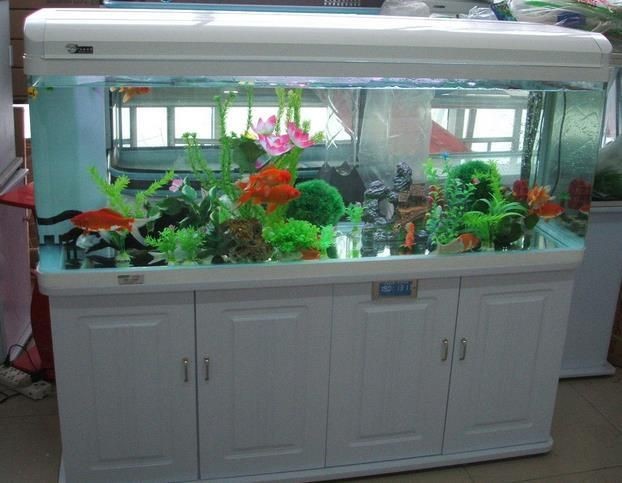 加盟水族館哪家最靠譜 龍魚論壇 第4張 加盟水族館哪家最靠譜 加盟水族館哪家最靠譜 龍魚論壇 第4張