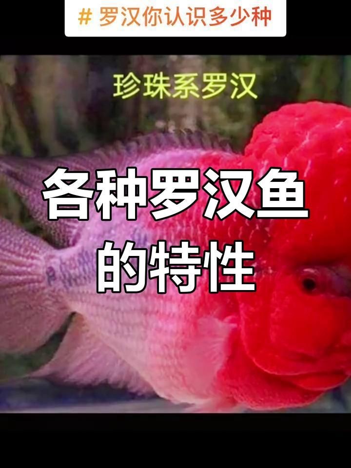 古典羅漢魚有幾個品種