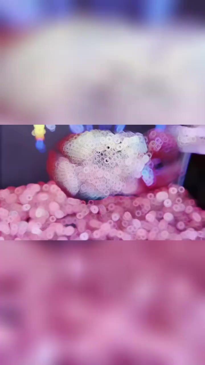 古典羅漢魚有幾個品種