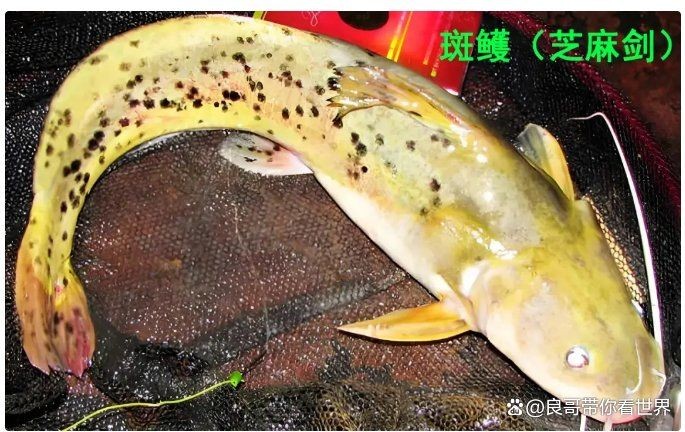 廣西三角鯉為何禁吃