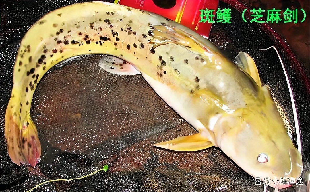 廣西三角鯉為何禁吃