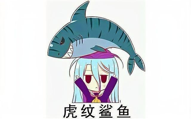 好大的魚虎紋鯊魚
