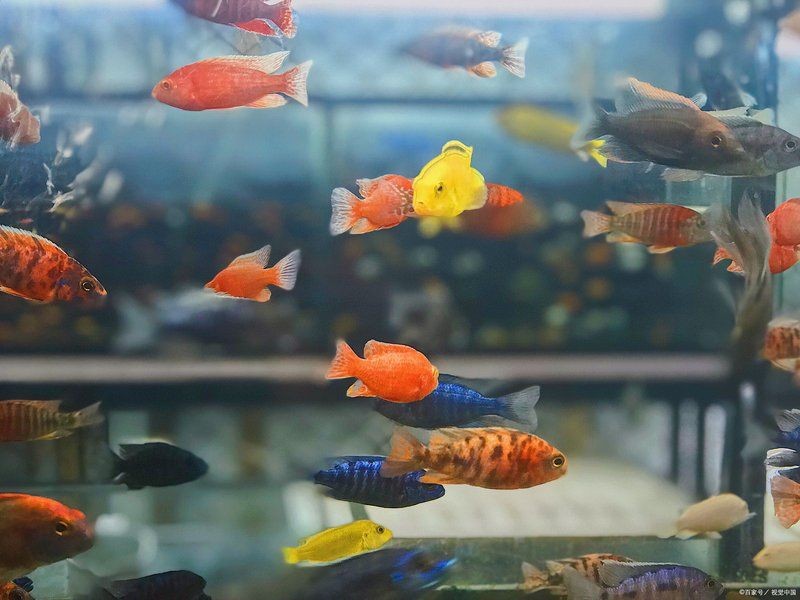 號半龍魚會認主人嗎 號半龍魚會認主人嗎 龍魚論壇 第3張