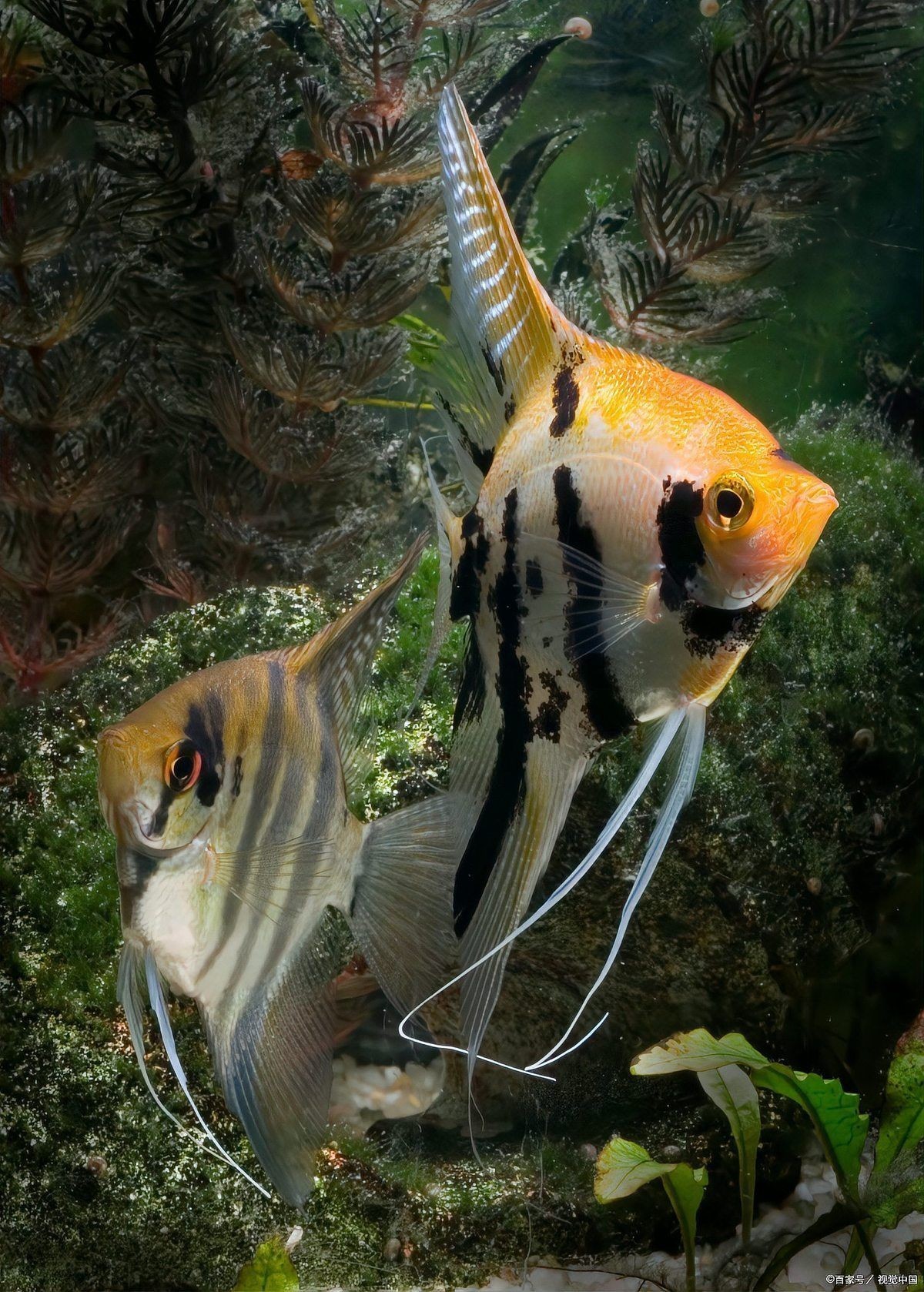 燕魚混養最佳搭配圖