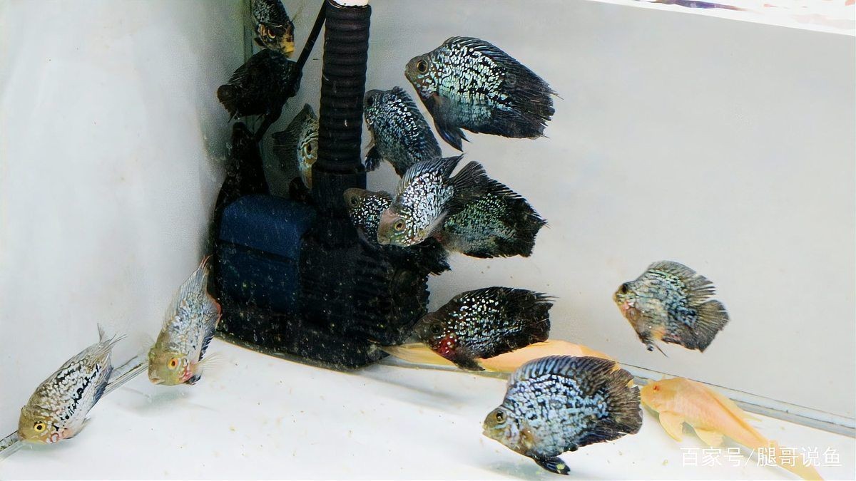 國產銀河星鉆魚和進口區別