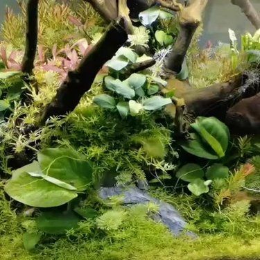吉印燈養水草最忌三種水果