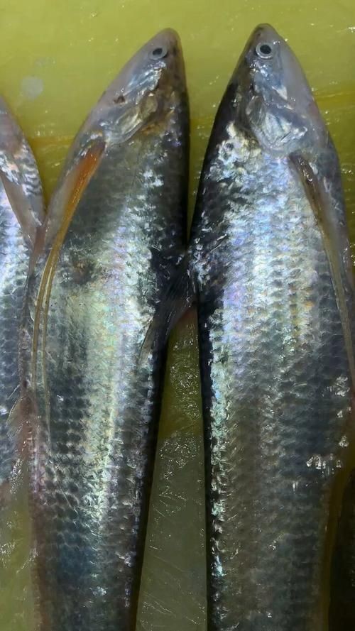海刀魚圖片