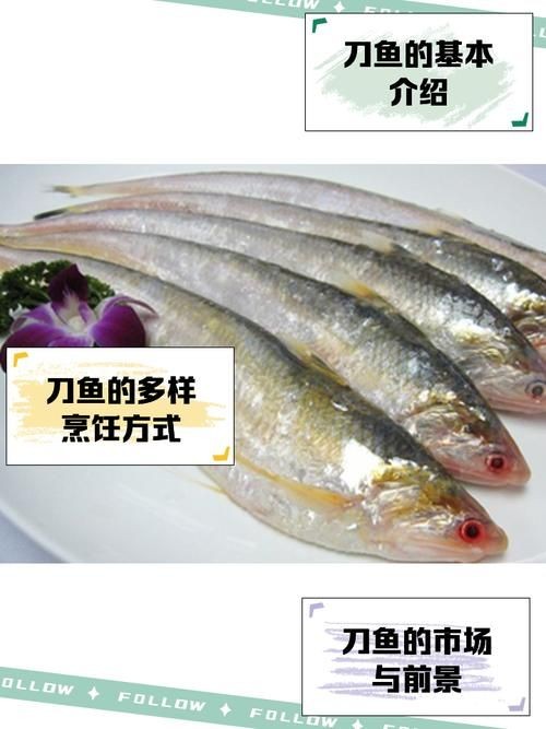 海刀魚圖片