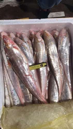 海刀魚圖片