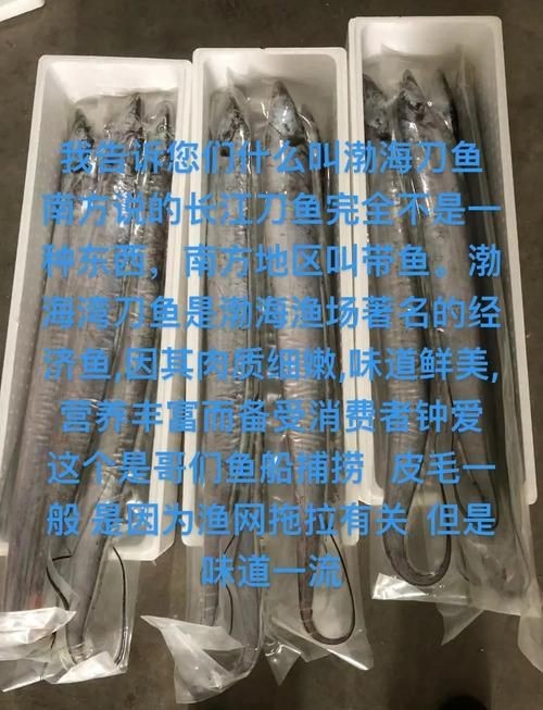 海刀魚圖片