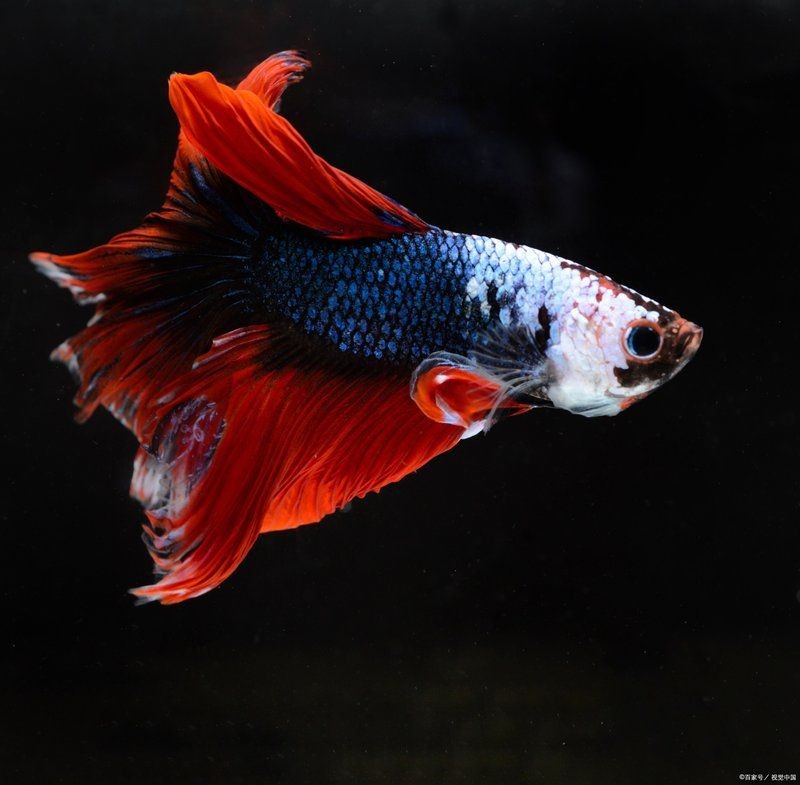 巨型財神魚