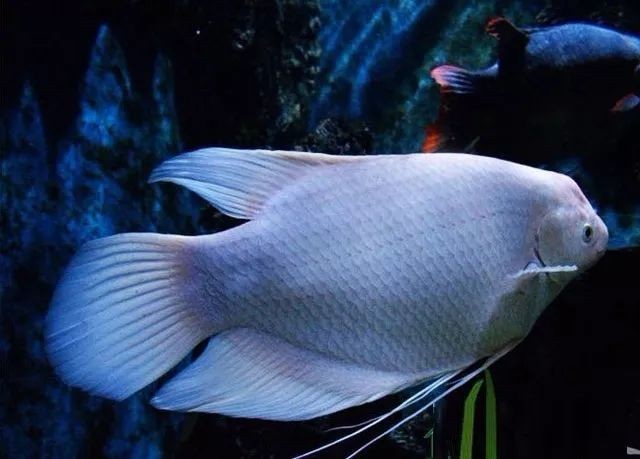巨型財神魚