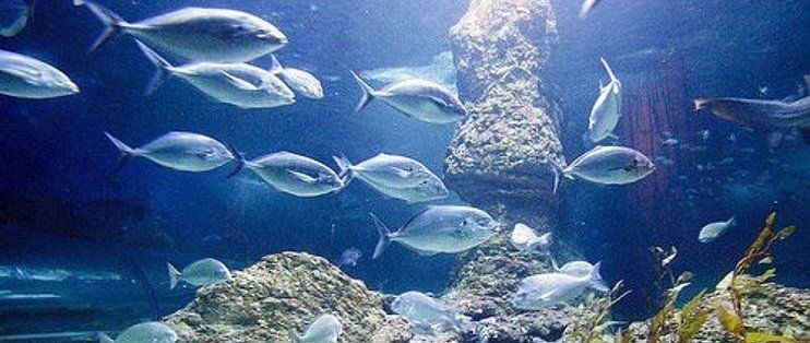 十堰水族館 十堰水族館 全國(guó)水族館企業(yè)名錄 第6張