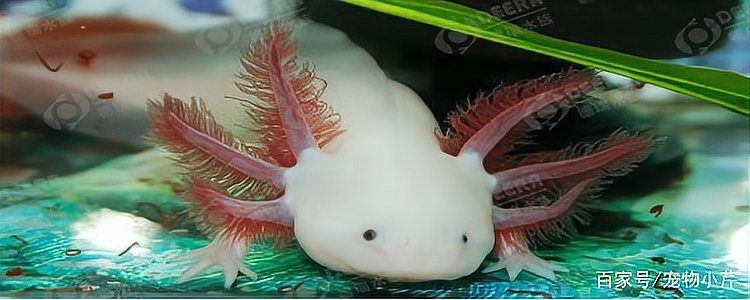 家里養一只蠑螈的害處