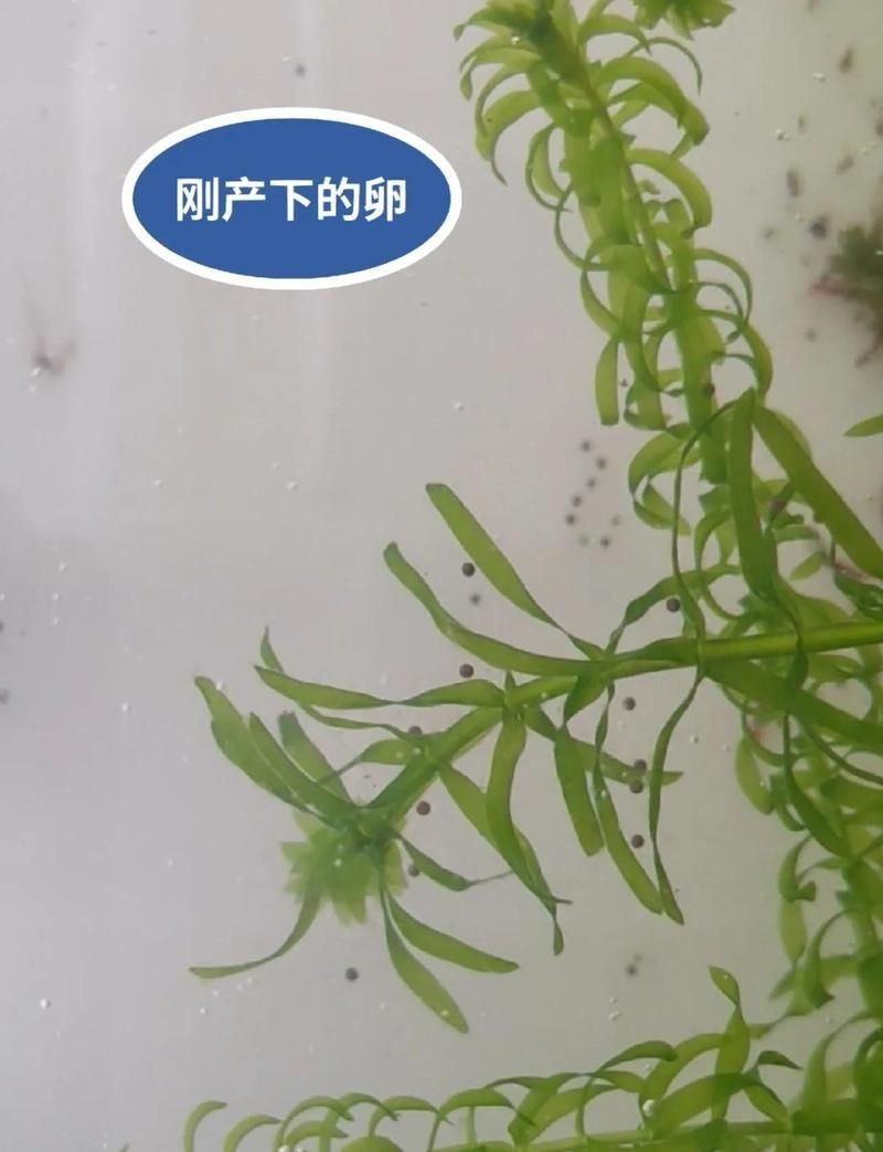 家里養一只蠑螈的害處