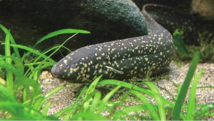 巨型肺魚