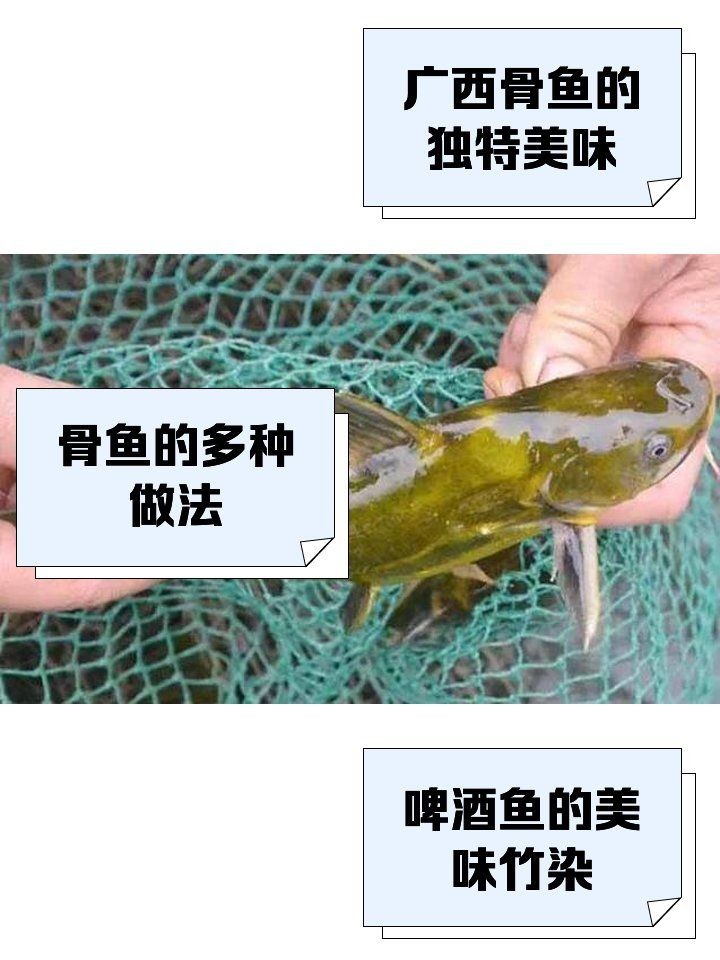 廣西骨魚(yú)