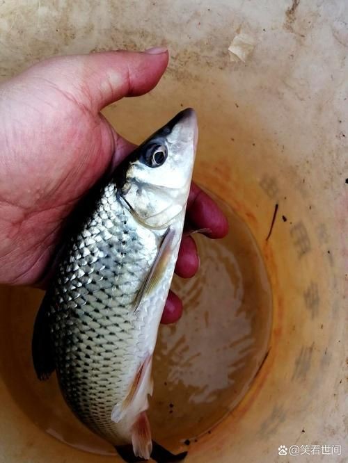 和尚頭魚圖片