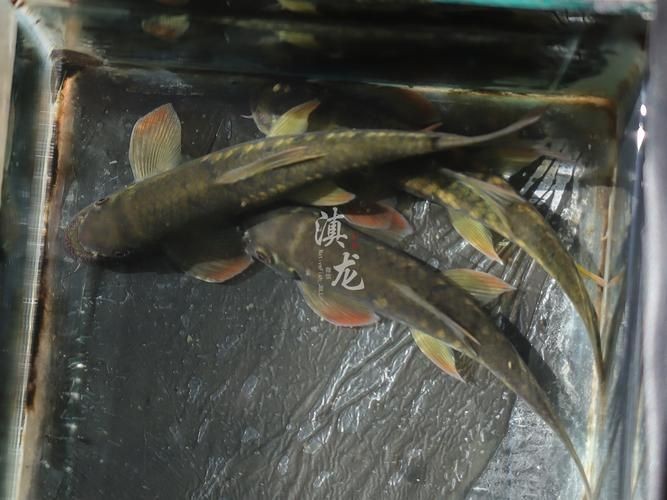 和尚頭魚圖片