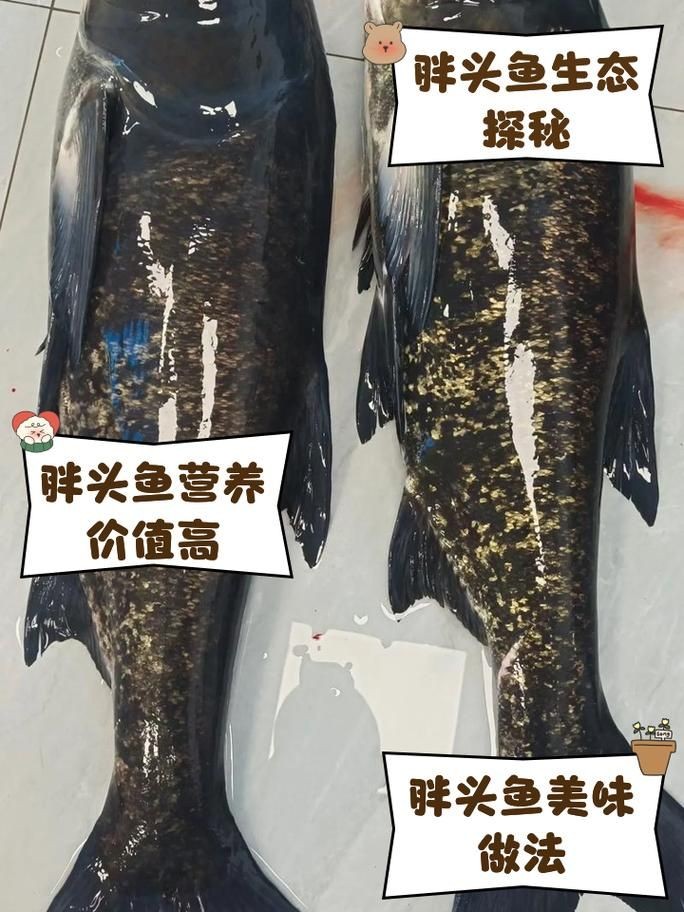 和尚頭魚圖片