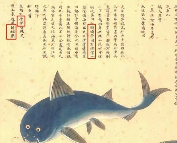 和尚頭魚圖片