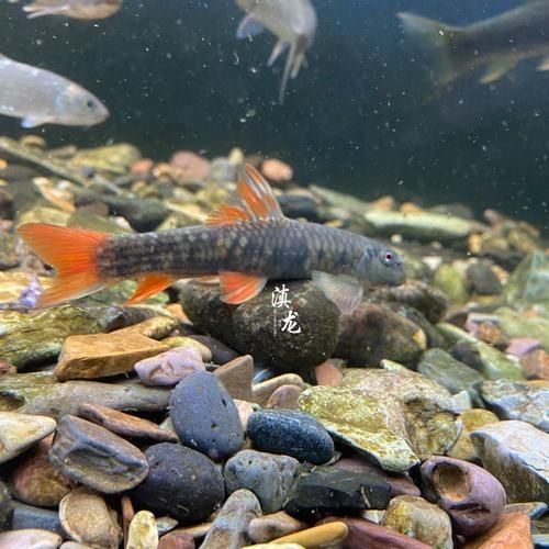 和尚頭魚圖片