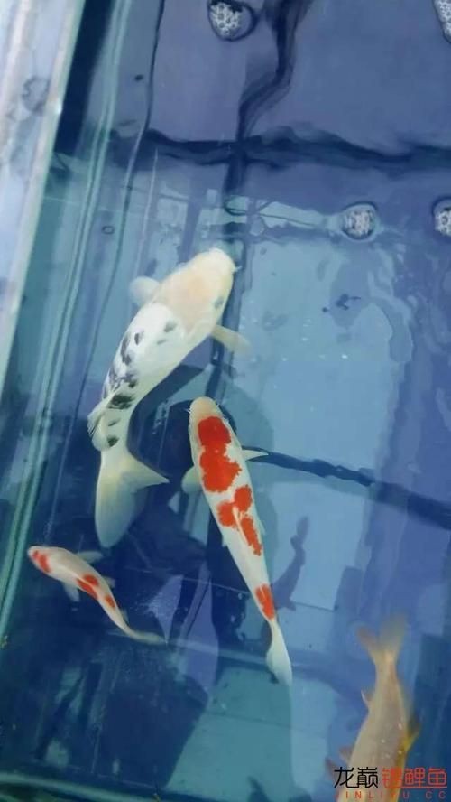 和尚頭魚圖片