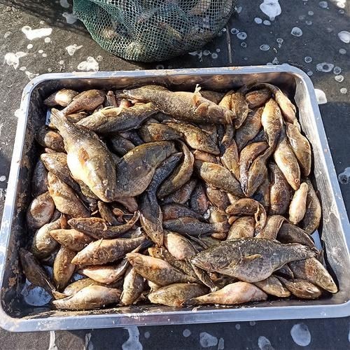 和尚頭魚圖片