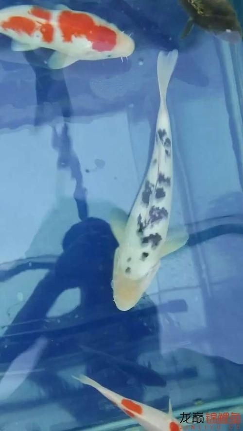 和尚頭魚圖片