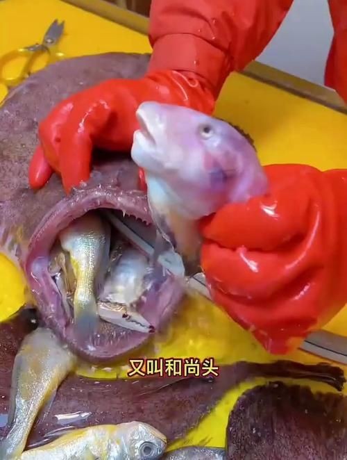 和尚頭魚圖片