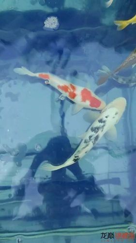 和尚頭魚圖片