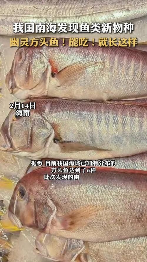 和尚頭魚圖片