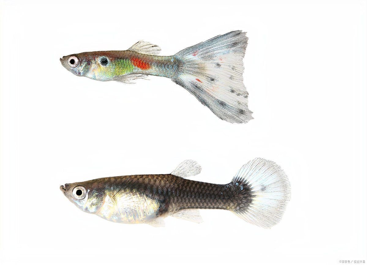 剛下的小鳳尾魚怎么養