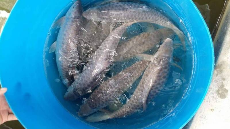 廣東養(yǎng)殖忘不了魚李婉華 廣東養(yǎng)殖忘不了魚李婉華 龍魚論壇 第1張
